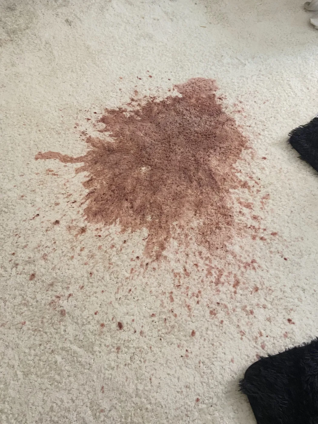 Shiny Carpet Cleaning project 51
